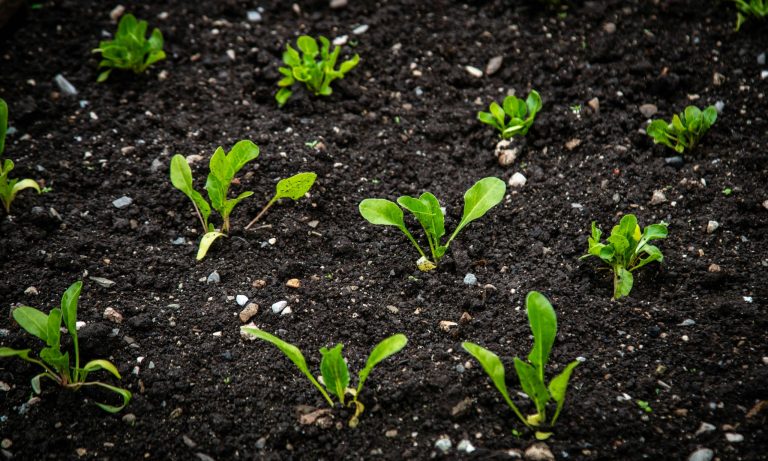 Why proper plant spacing is essential for your garden