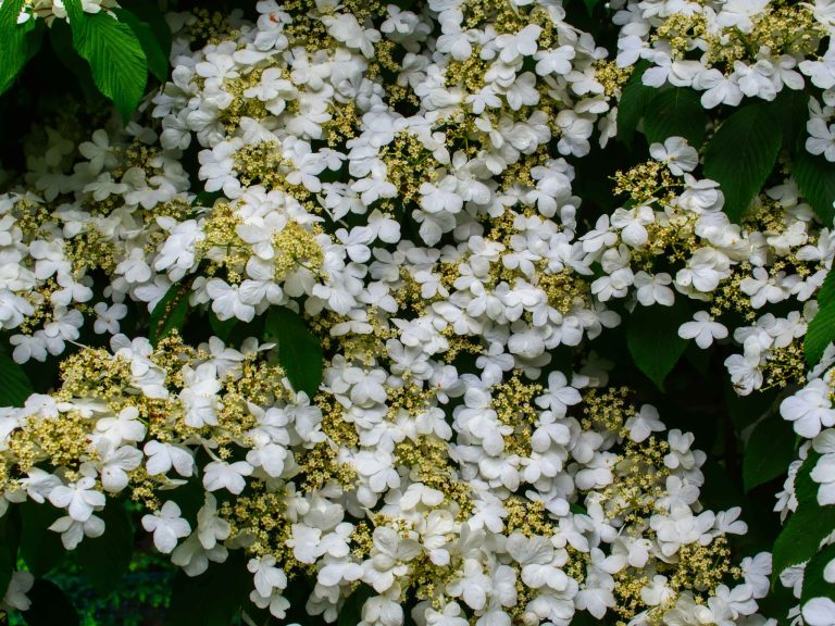 Enhance your garden with native plants