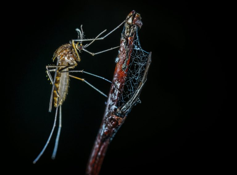 Common habits that make your patio or balcony a mosquito magnet