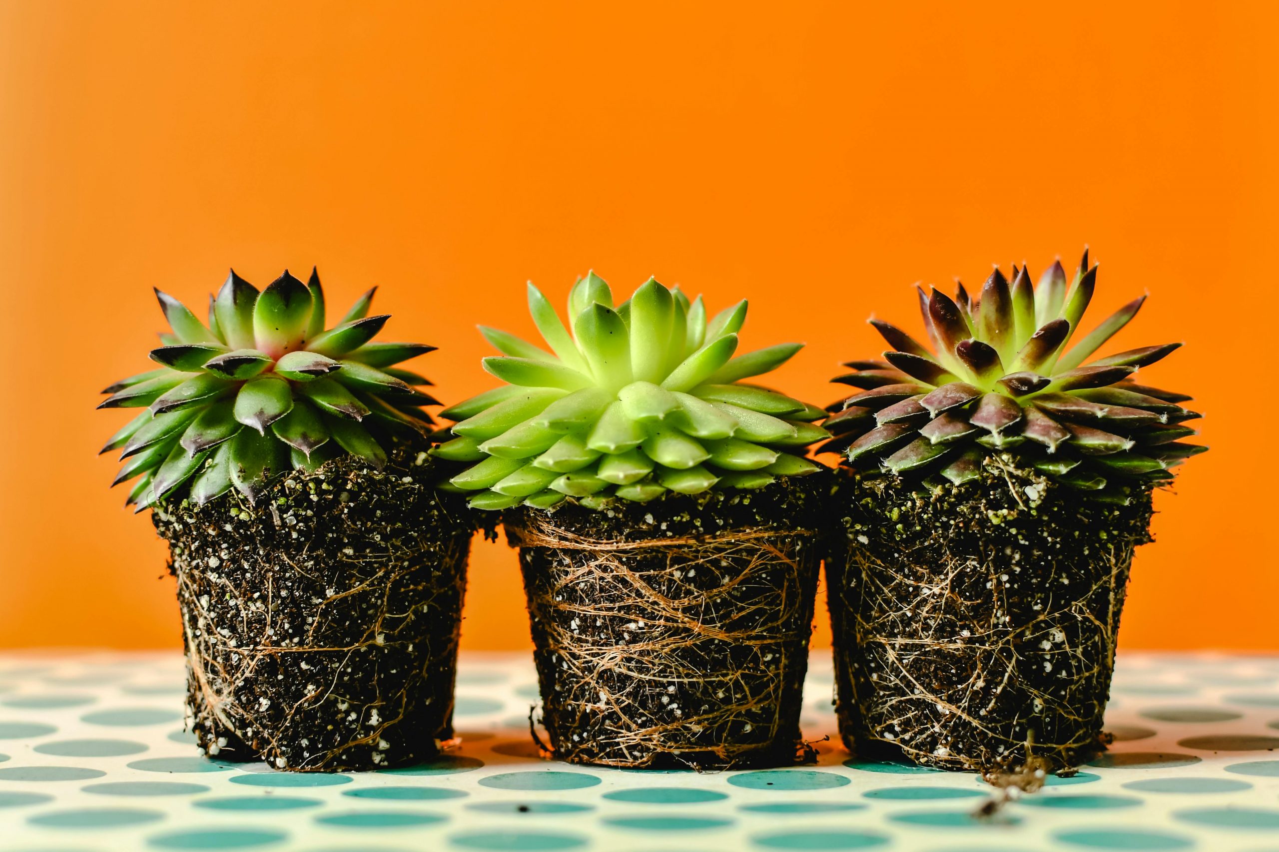 Cactus root rot and how to effectively fix it