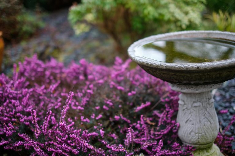 Top 4 companion plants to beautify your birdbath area