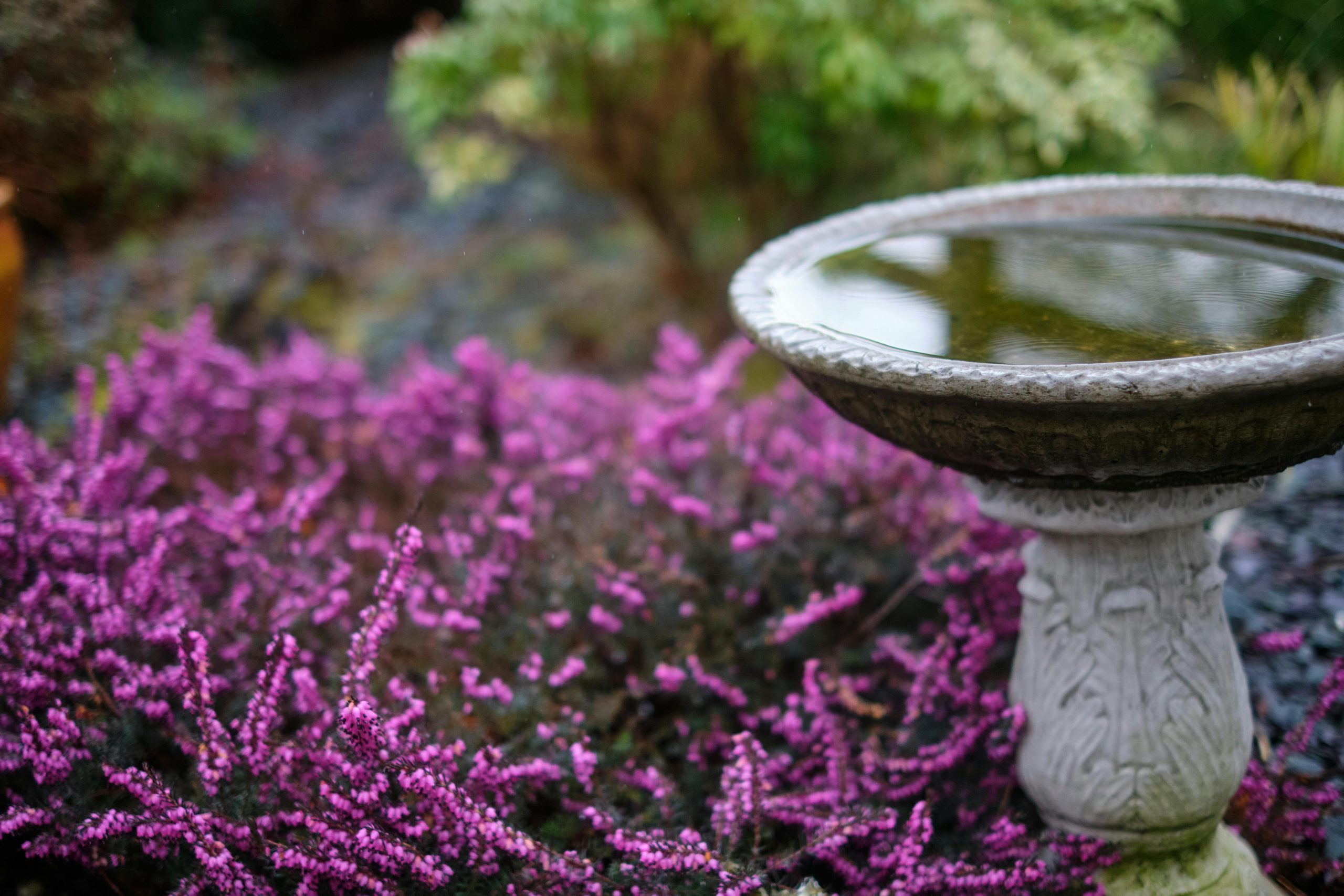 Top 4 companion plants to beautify your birdbath area