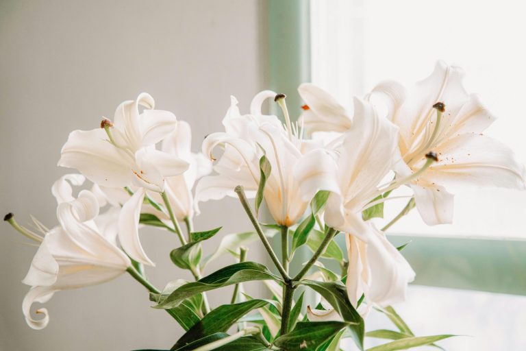 Start your houseplant journey: Colourful houseplants perfect for beginners