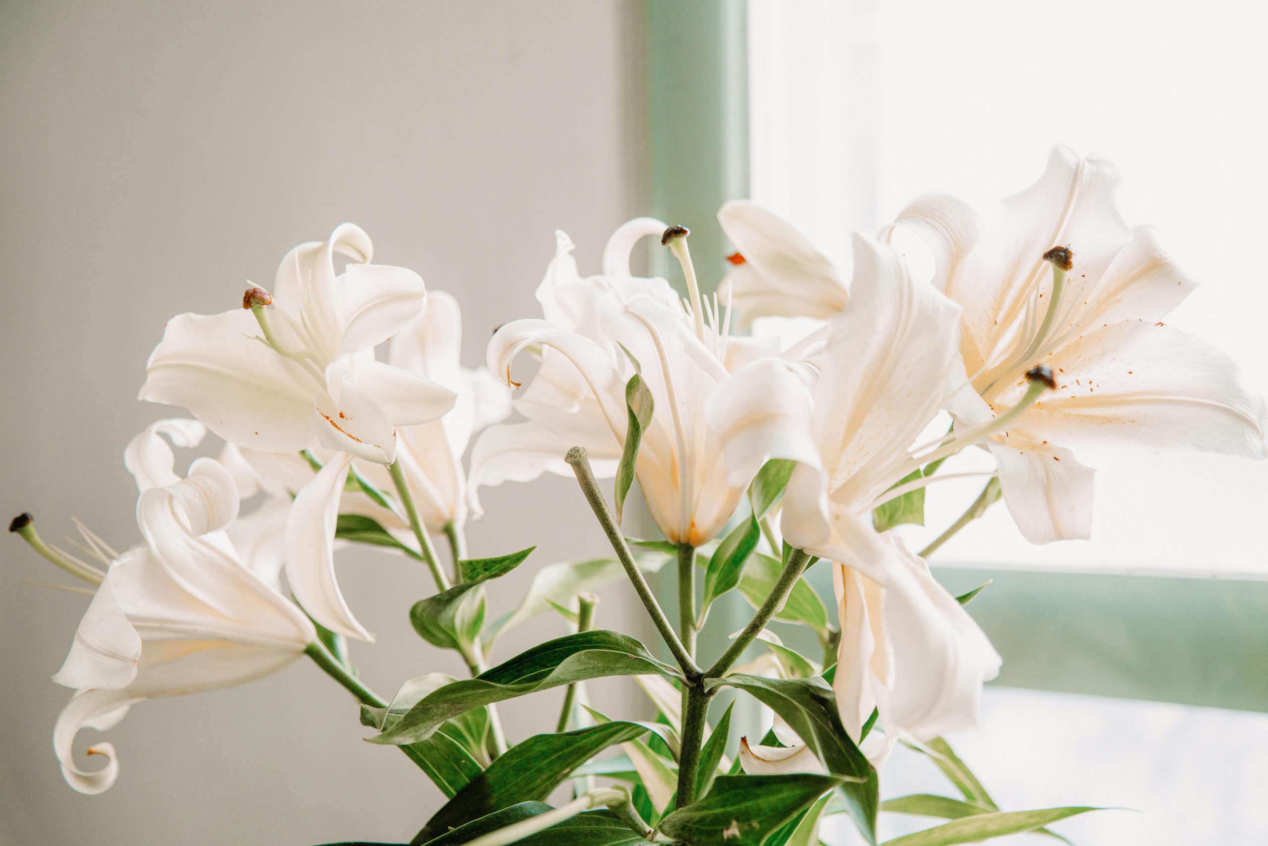 Start your houseplant journey: Colourful houseplants perfect for beginners
