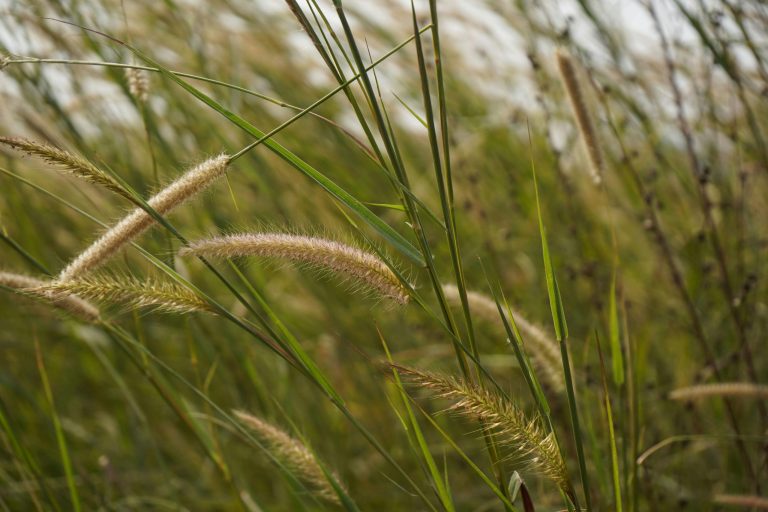 When and how to cut back ornamental grass for healthy growth