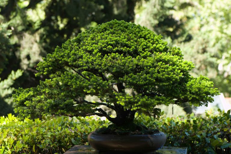 Discover the best Japanese houseplants for a serene zen interior
