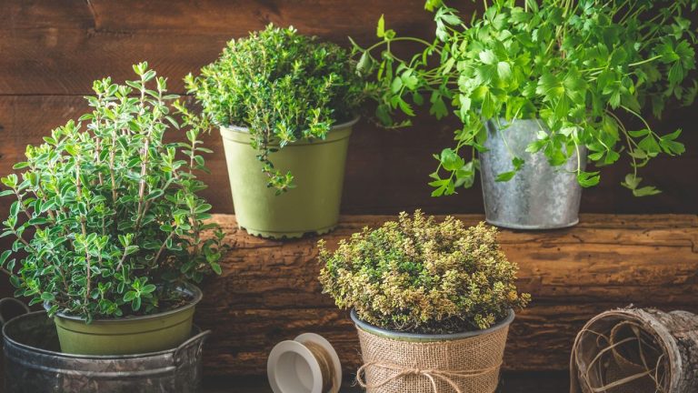 Experts Reveal 5 Edible Indoor Plants to Grow for Aesthetics and Flavor – And No, They're Not All Herbs