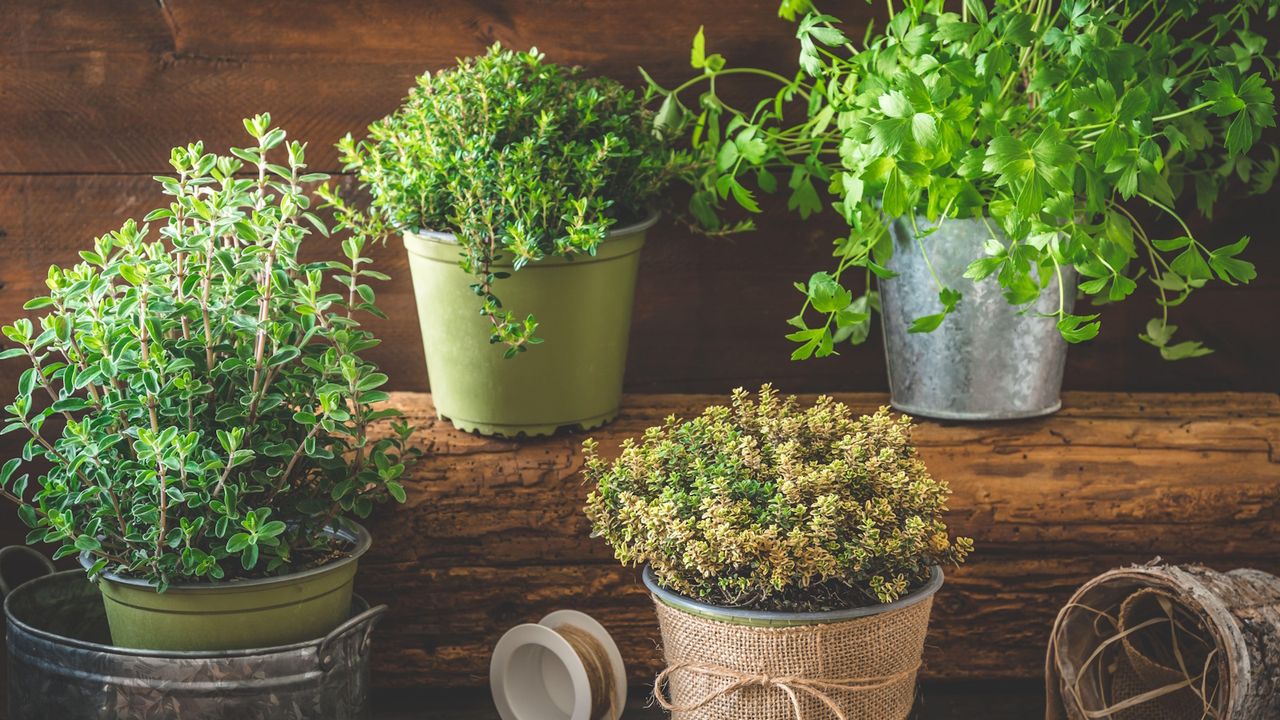 Experts Reveal 5 Edible Indoor Plants to Grow for Aesthetics and Flavor – And No, They're Not All Herbs