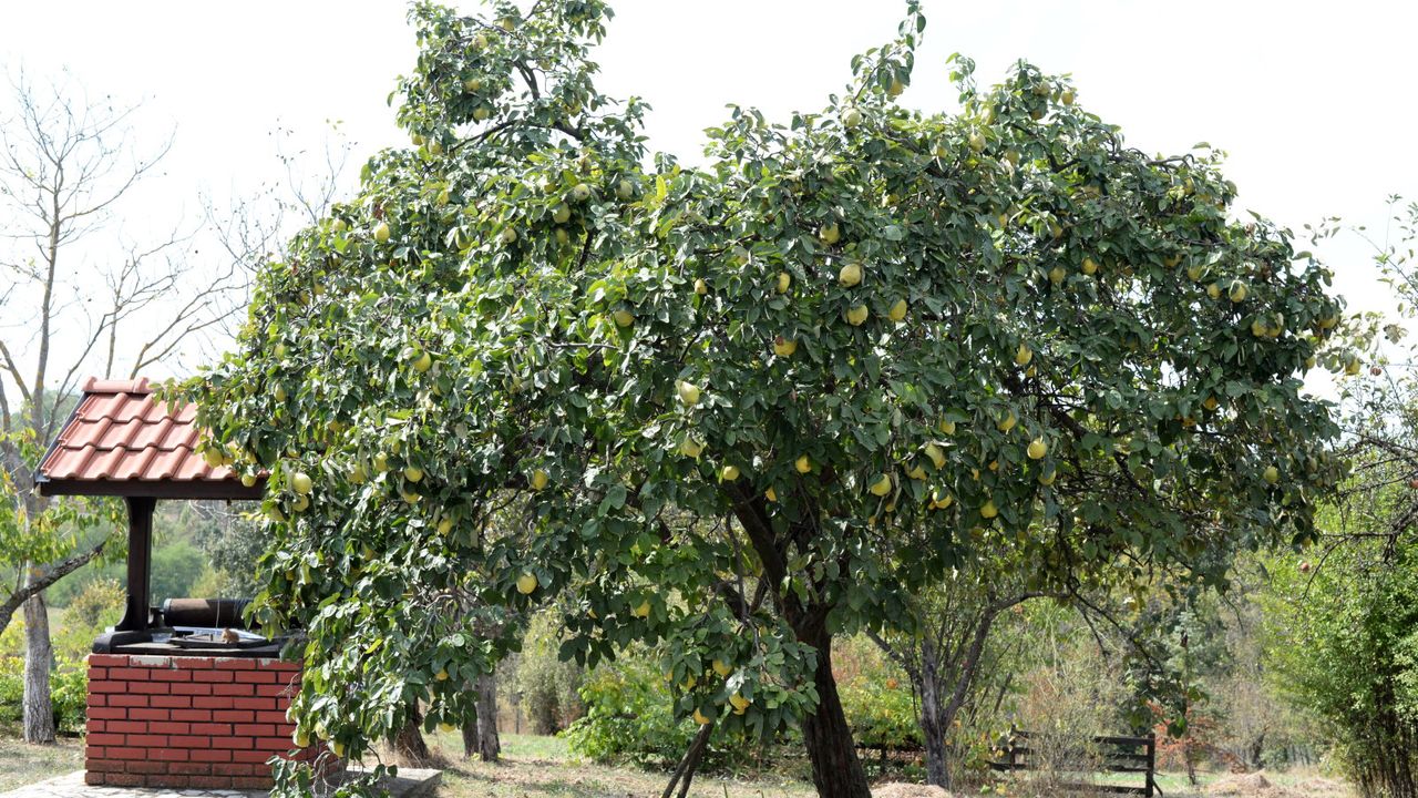 Fall Is an Ideal Time to Plant Fruit Trees – Here are 7 to Add This Season for Bountiful Homegrown Harvests for Years to Come