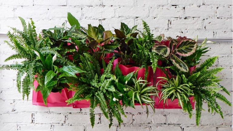 Add living art to your walls this fall with these 5 houseplants you can mount – plus tips from an expert on how to successfully care for them