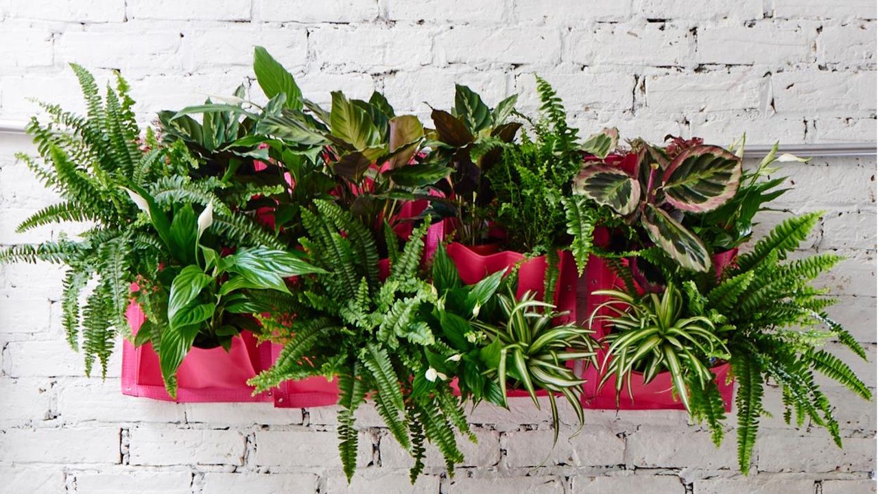 Add living art to your walls this fall with these 5 houseplants you can mount – plus tips from an expert on how to successfully care for them
