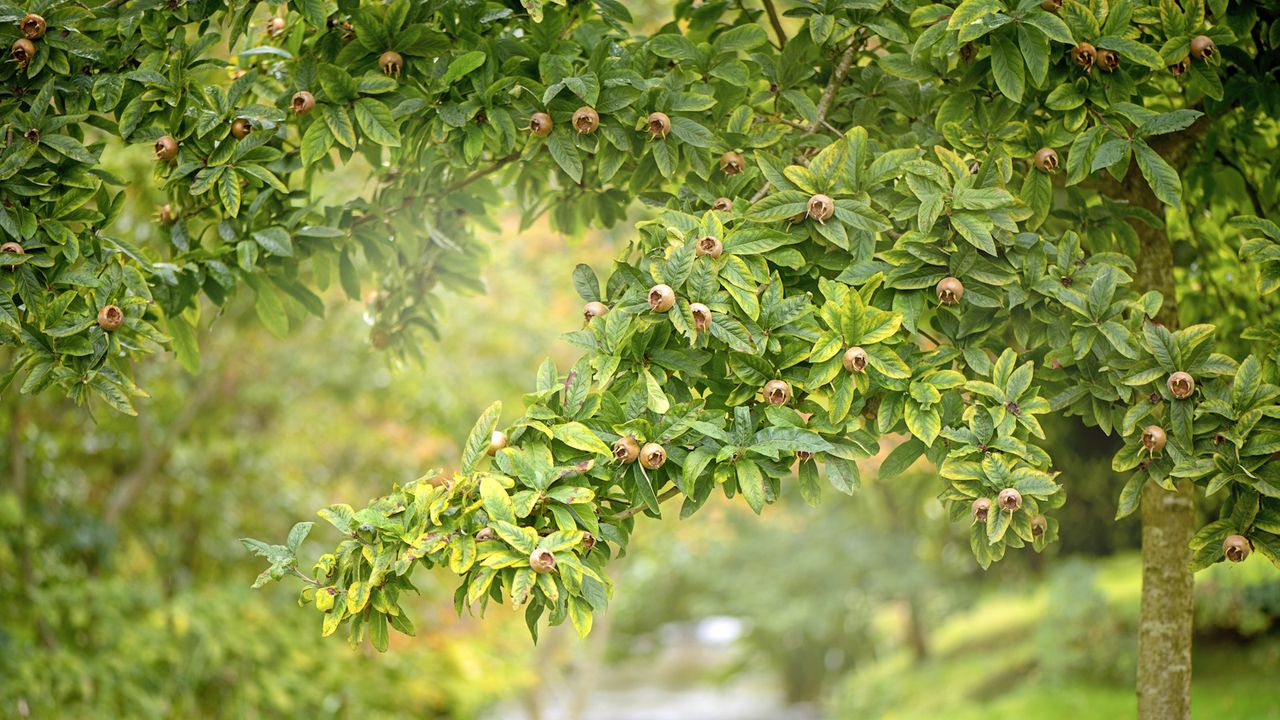 As a horticulturalist, I predict food forests are going to be the sustainable gardening trend of 2026