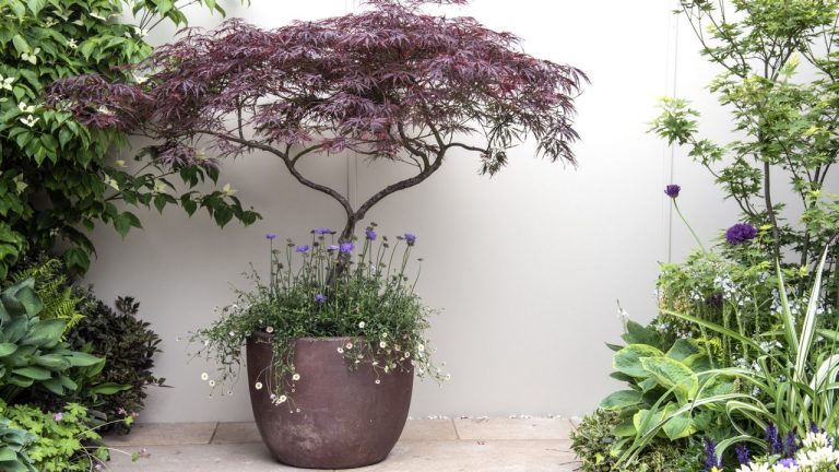 A Plant Caddy Offers a Convenient, Pain-Free Way to Move Container Plants – and Wayfair are Offering a Stylish Wooden Pair for Less Than $34, Just in Time for Frost