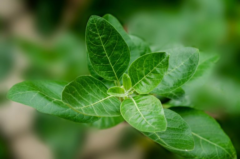 Discover top plants to combat fatigue and burnout naturally