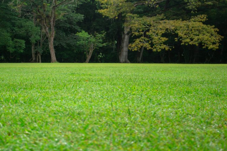 How to maintain a lush green lawn during the hot summer months