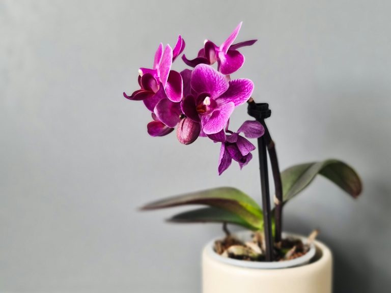 Mastering orchid potting: Key insights for healthy growth