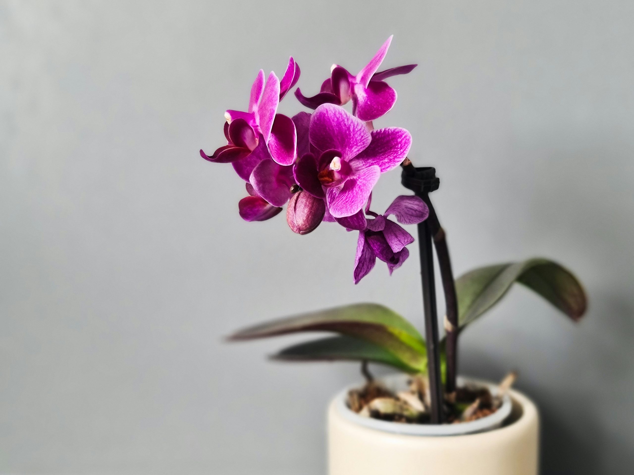 Mastering orchid potting: Key insights for healthy growth