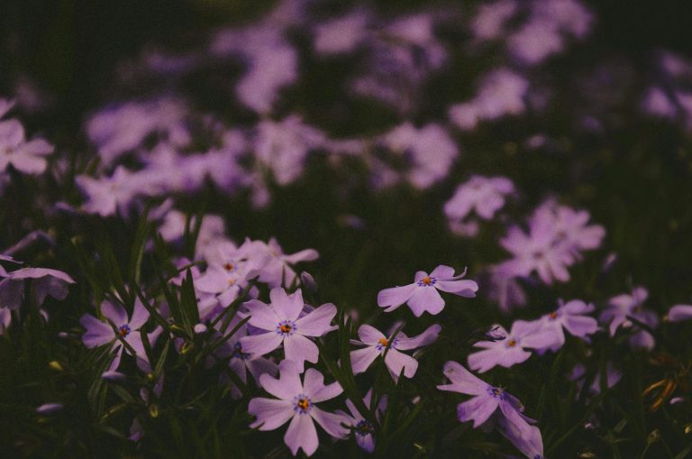 Best plants for preventing soil erosion in your yard
