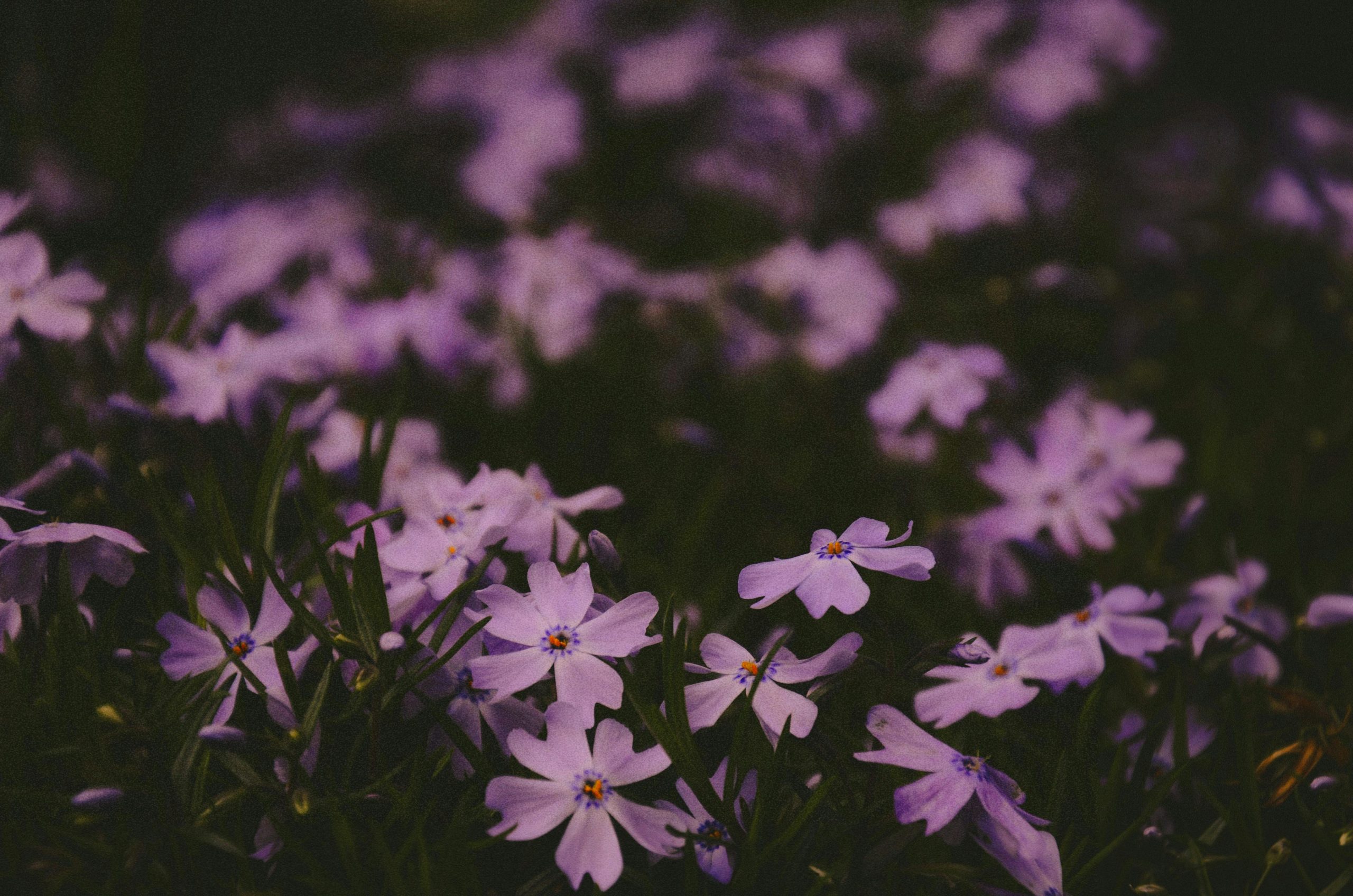 Best plants for preventing soil erosion in your yard