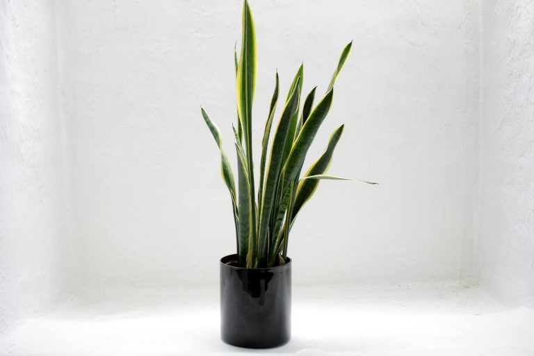 Enhance your garden with heat-resistant spiky plants