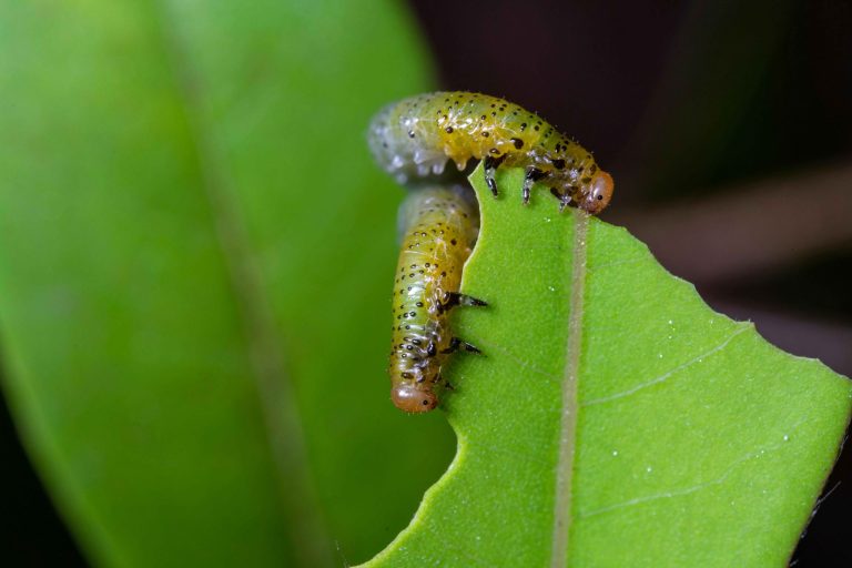 How to protect your garden from caterpillar infestations