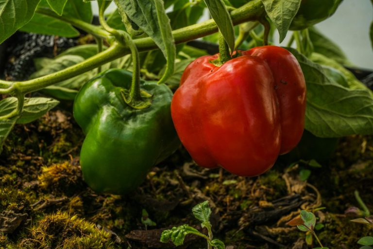 Best companion plants for peppers to enhance growth