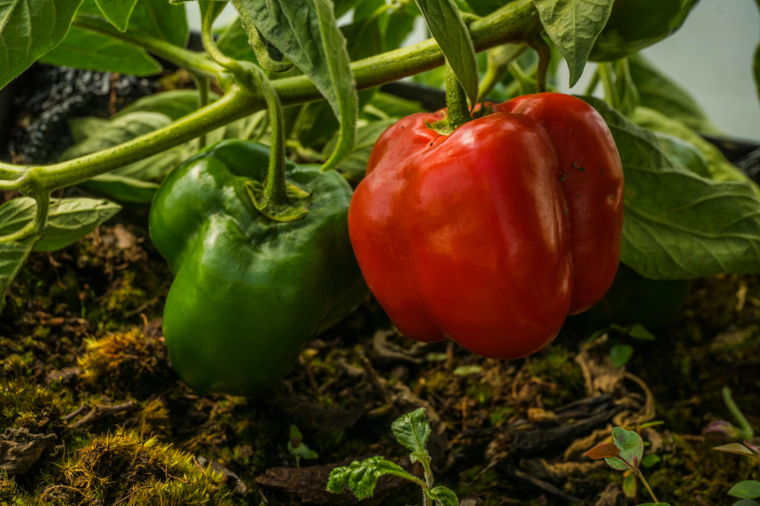 Best companion plants for peppers to enhance growth
