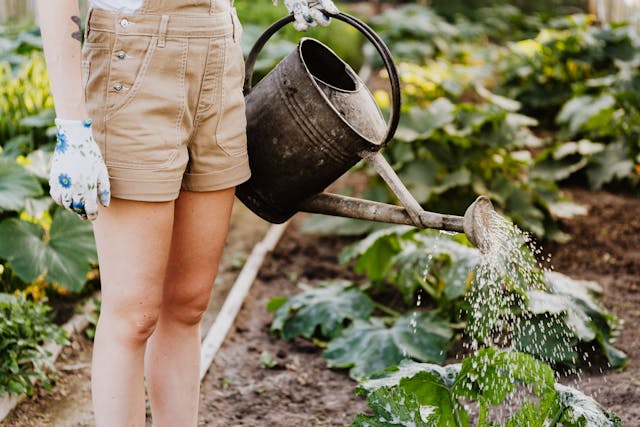 Last-minute summer garden checklist before the heat hits