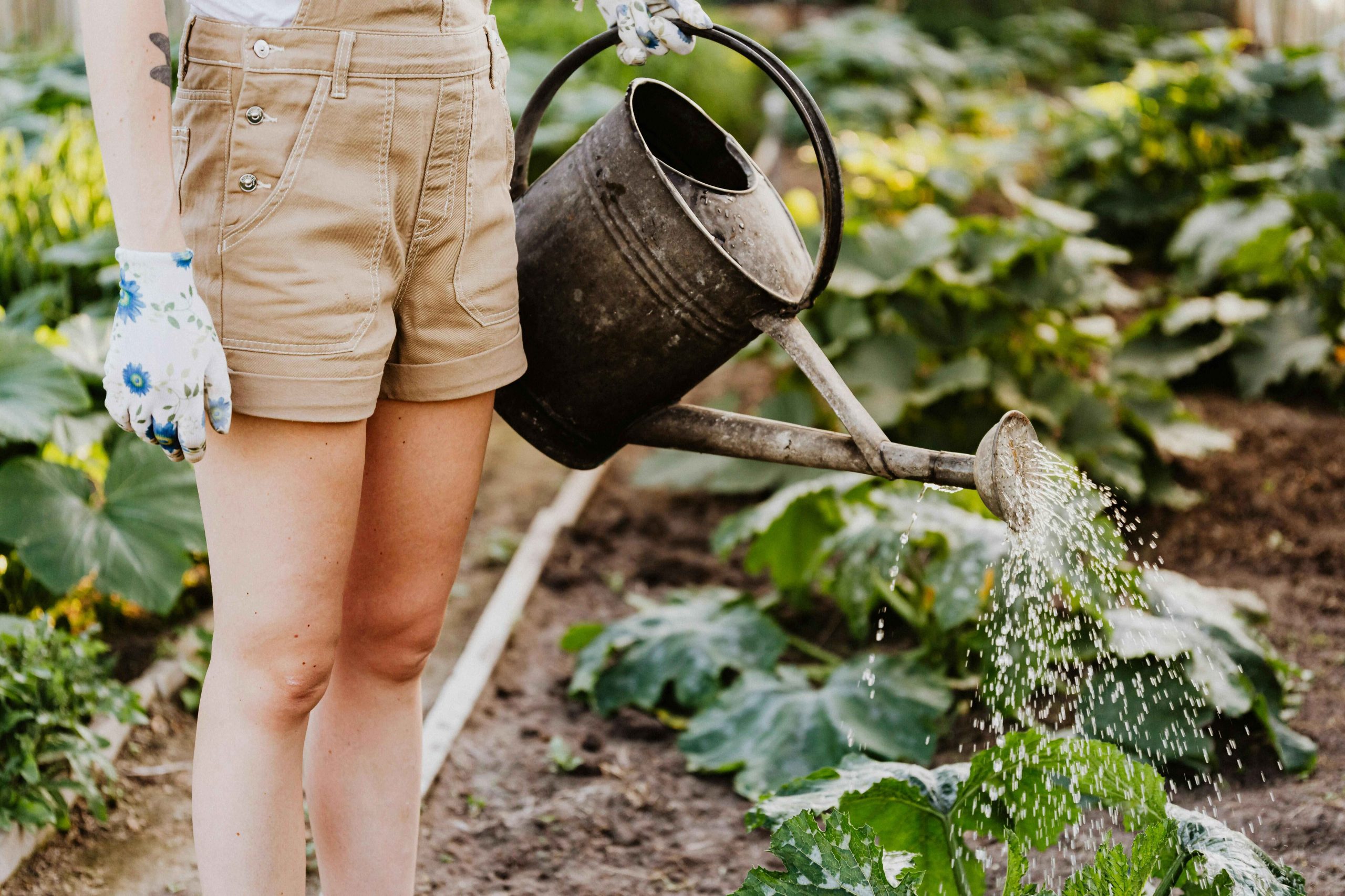 Avoiding gardening mistakes: Top reasons to empty your watering can