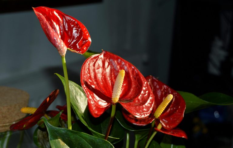 Discover the versatility of anthuriums: Perfect for any space