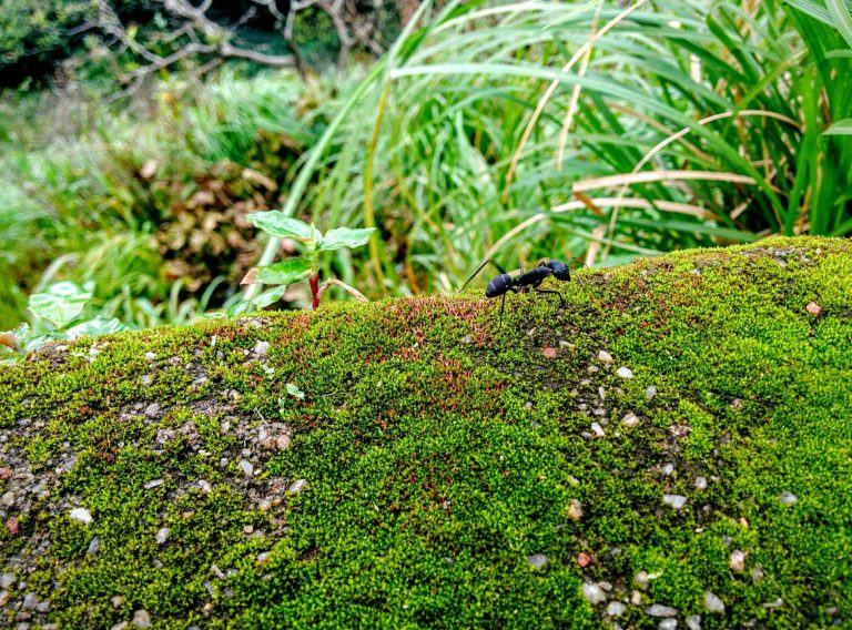 Understanding moss and algae: Key differences explained