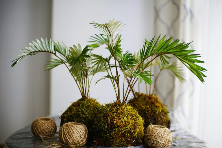 Unique and uncommon houseplants to grow in your home