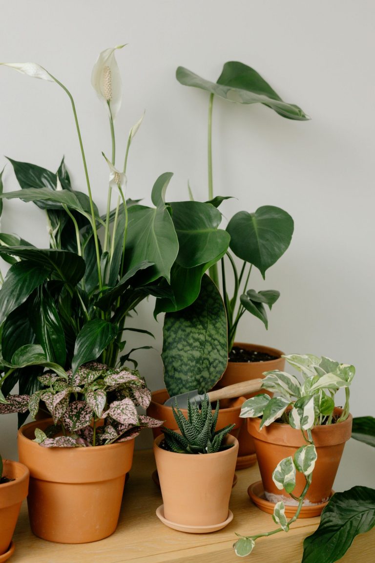 Why gardeners swear by terracotta pots – and you should too 
