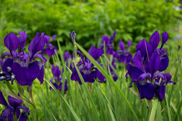 How to cultivate stunning irises for your home garden