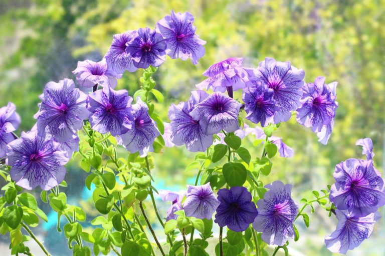 Essential tips for keeping petunias thriving all summer long