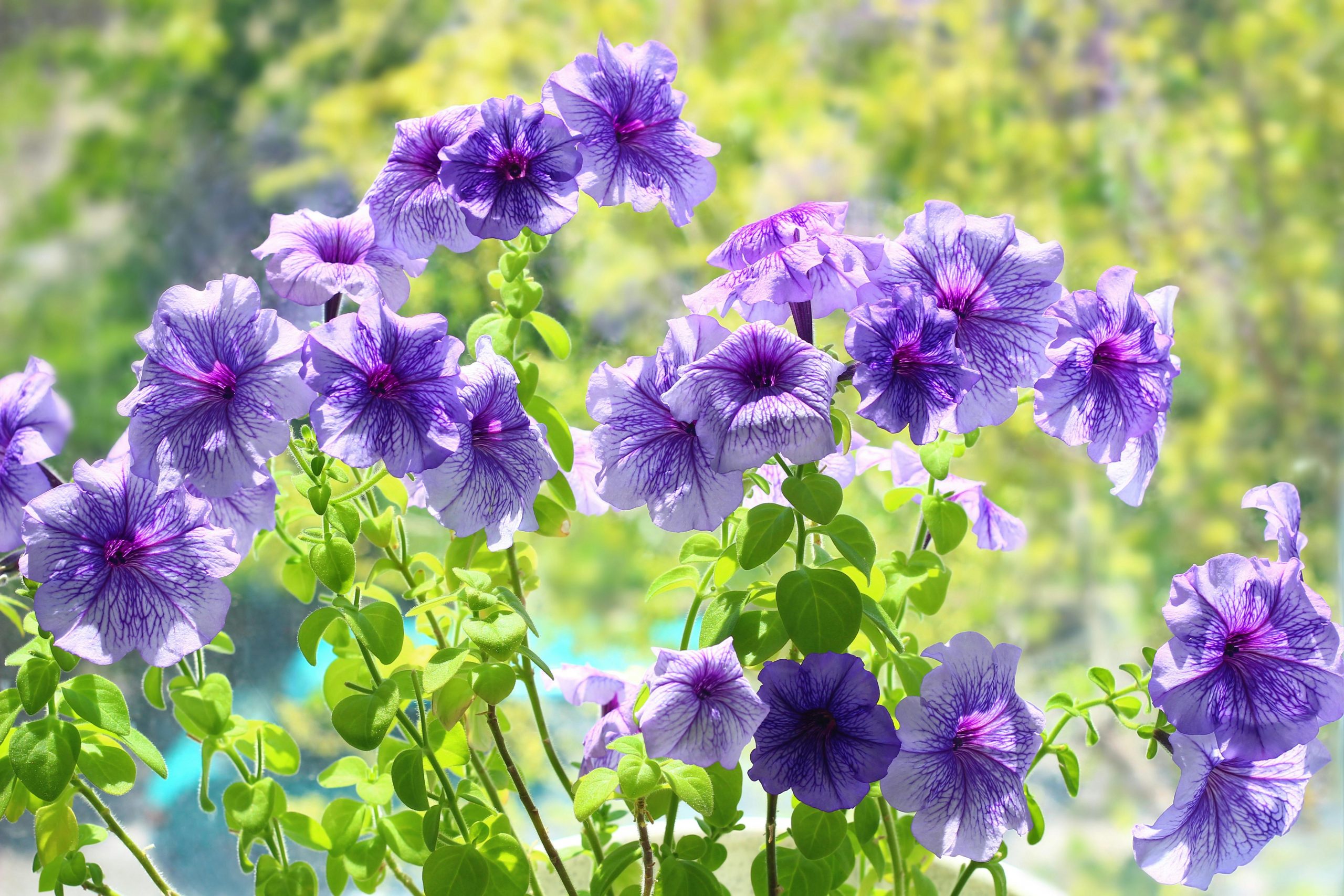Essential tips for keeping petunias thriving all summer long