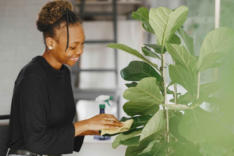 Comprehensive guide to caring for your fiddle leaf fig