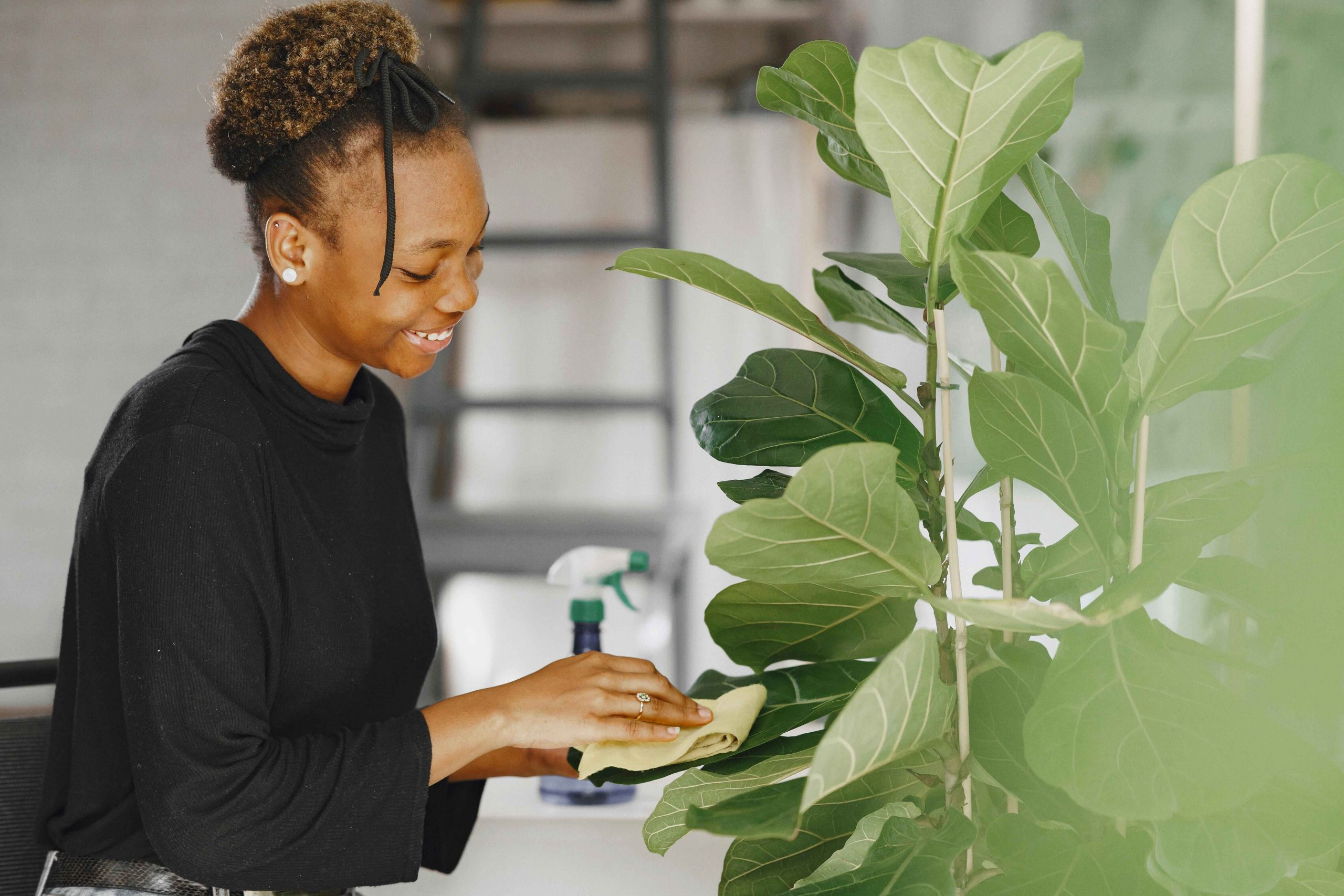 Comprehensive guide to caring for your fiddle leaf fig