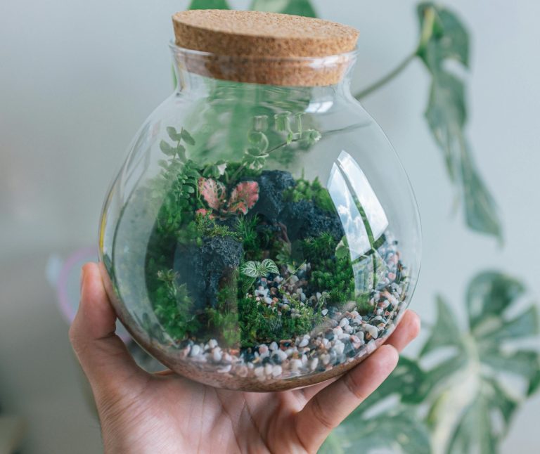 Everything you need to know about closed vs. open terrariums