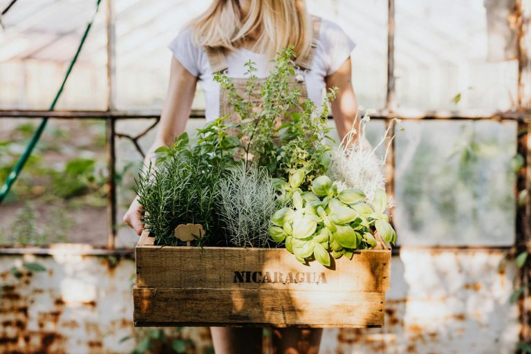 November’s garden to-do list 