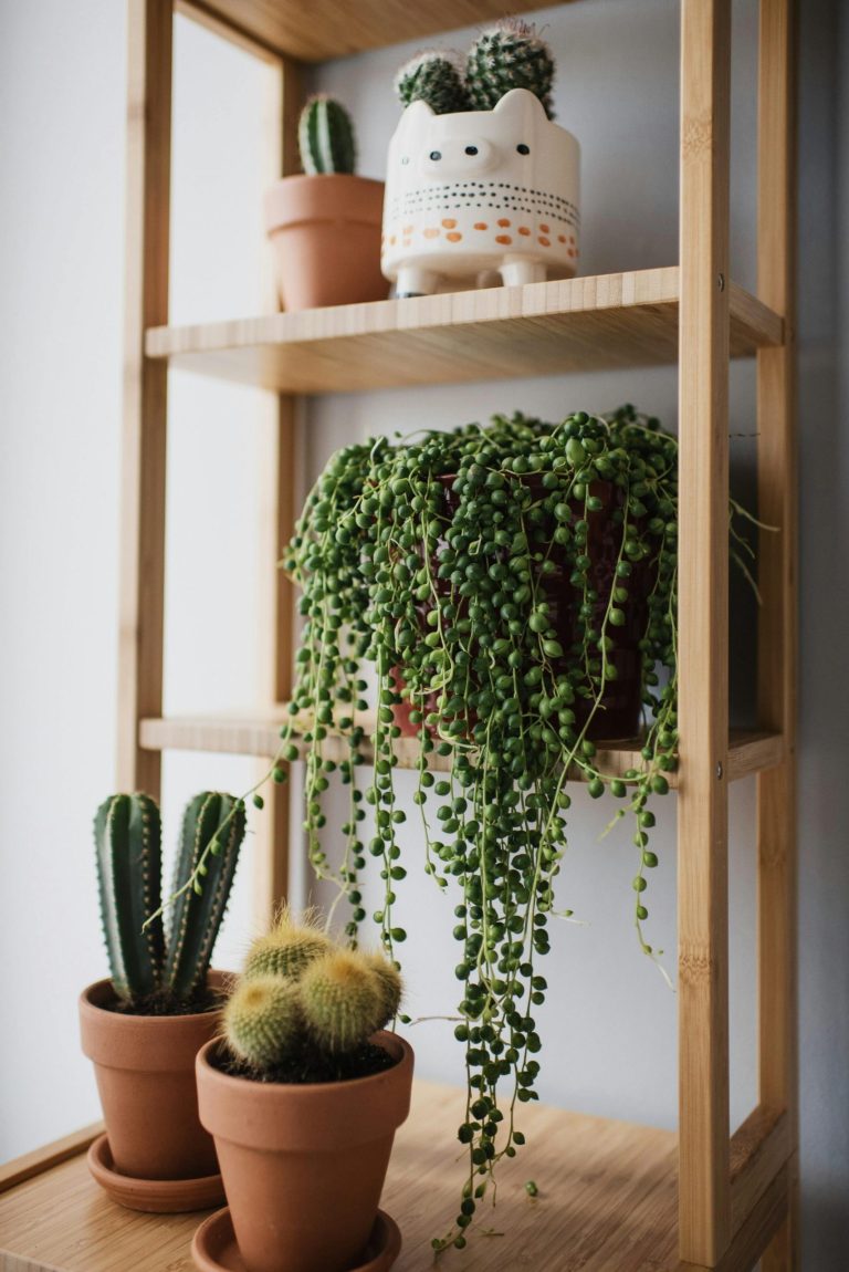 4 Simple ways to multiply your string of pearls for never-ending plants 