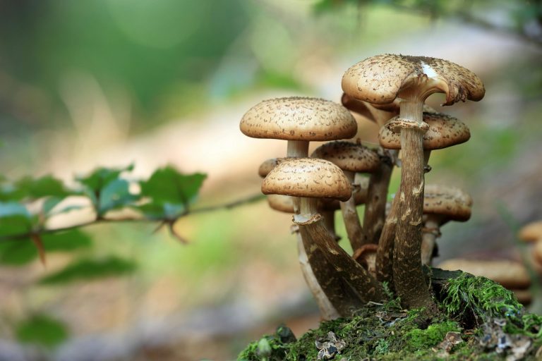Discover the benefits of embracing mushrooms in your yard