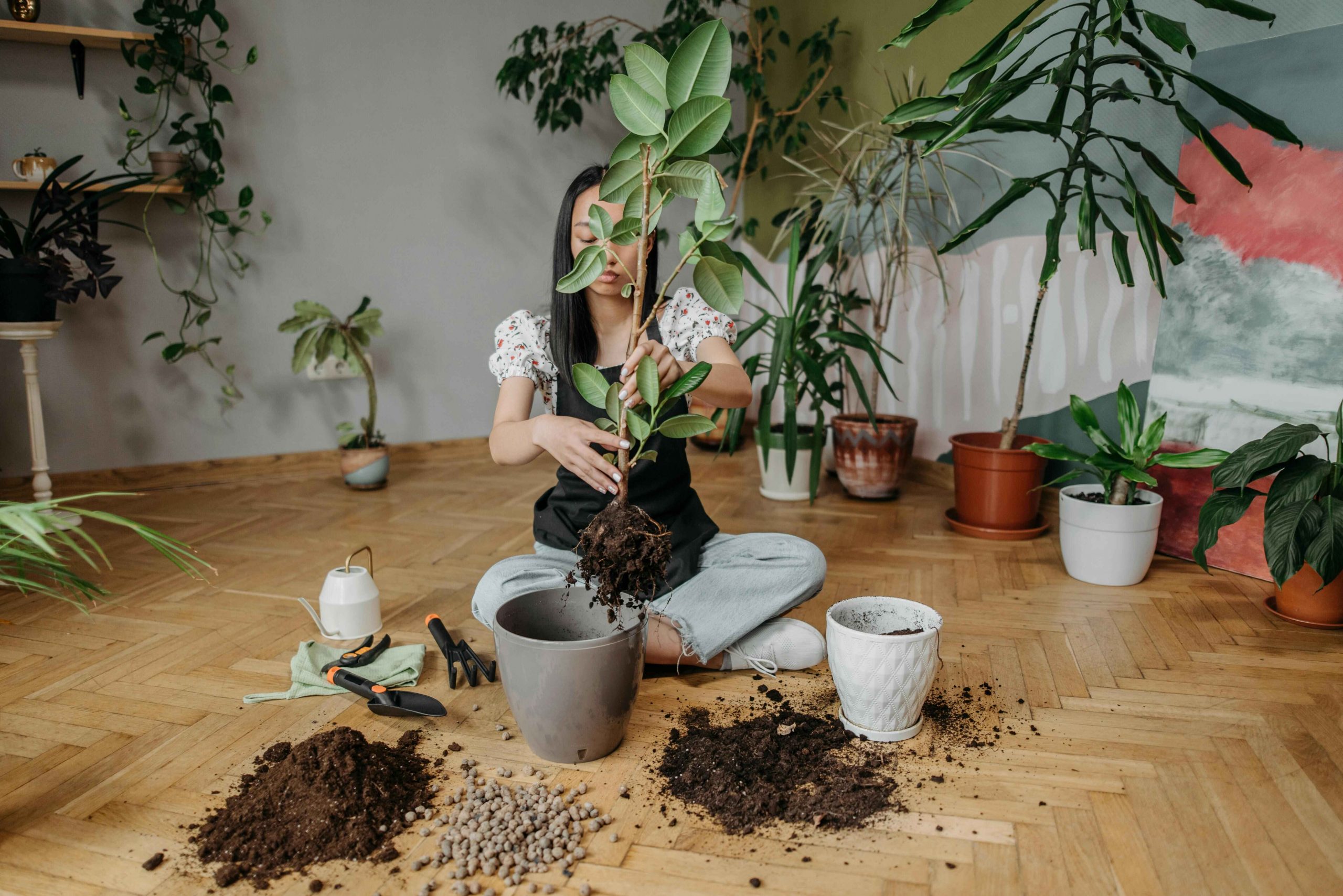 Treat your plants to a spa day to boost growth and vibrancy