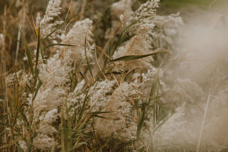 Enhance your garden: Discover sensory plants for smell, touch, and sight