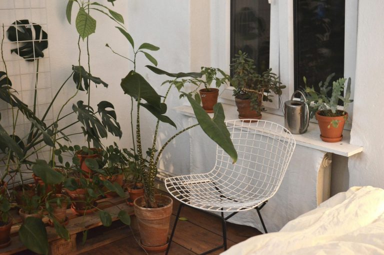 Move houseplants outside in summer: a safe, step-by-step plan