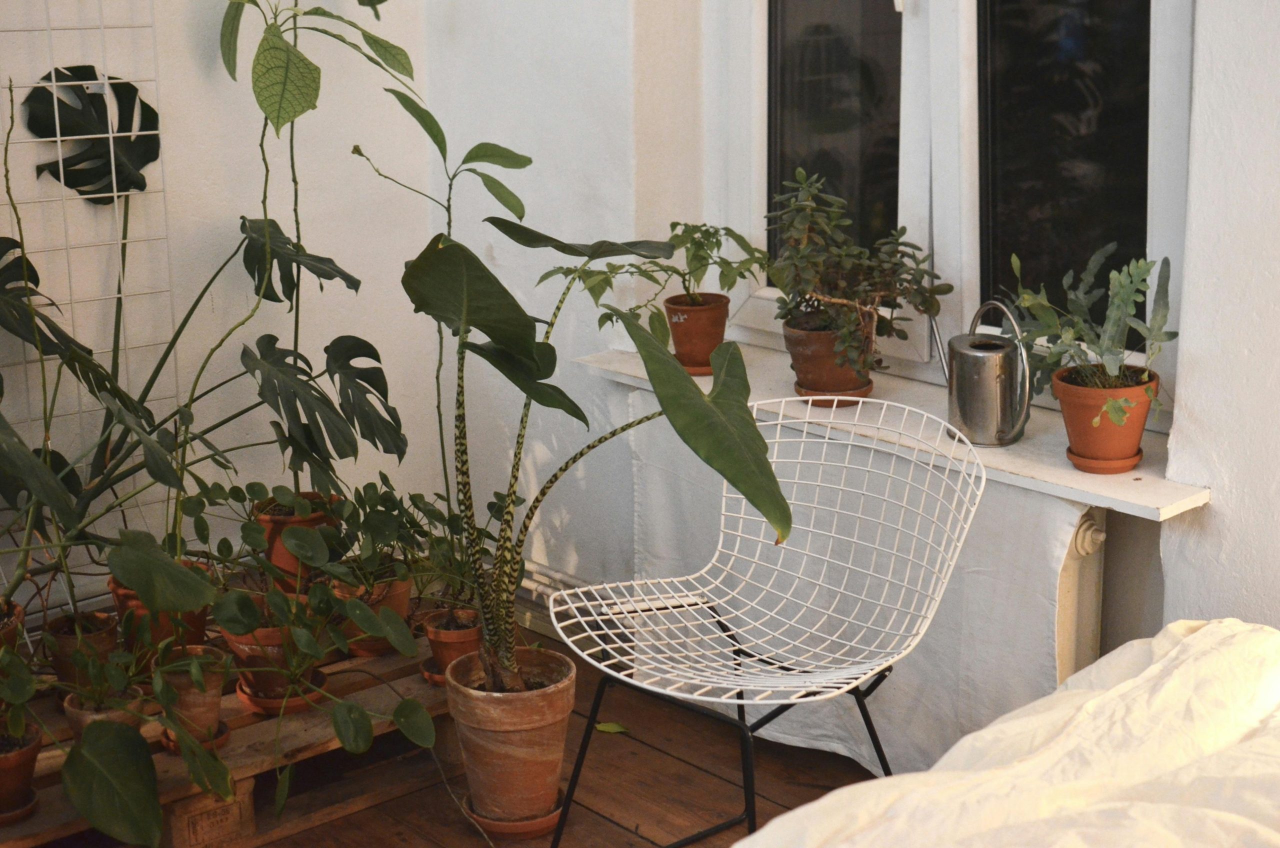 Move houseplants outside in summer: a safe, step-by-step plan
