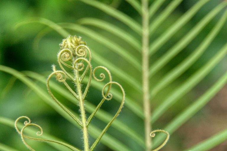 Fasciation explained: How it affects plants