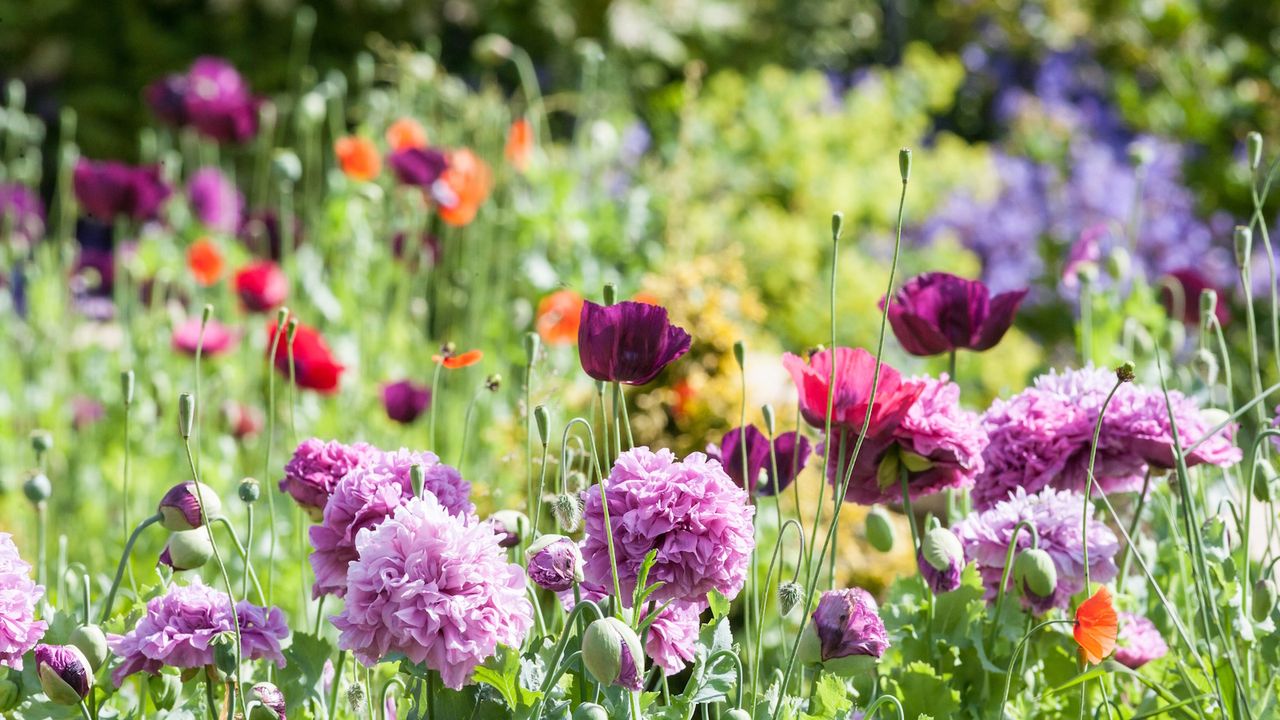 We Asked 3 Landscape Designers How They Prep Their Gardens in Late December – Here’s What They Always Do For a Stress-Free Yard in 2026