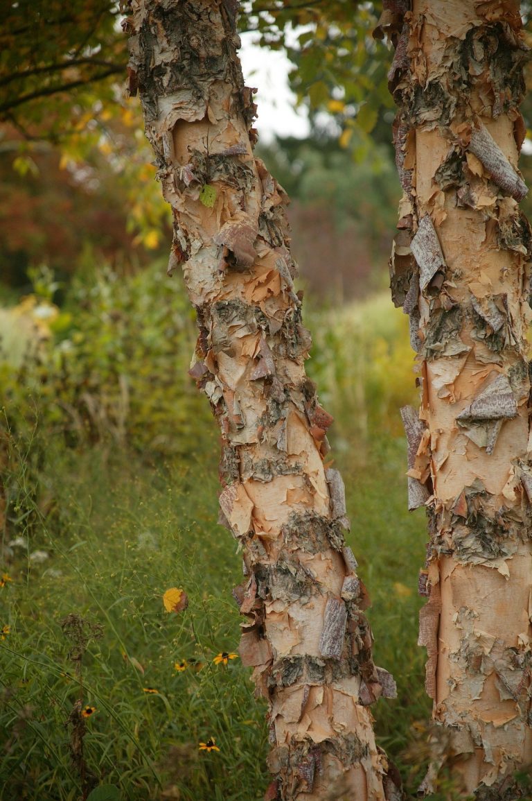 River Birch Brings Gorgeous Winter Bark to the Winter Garden