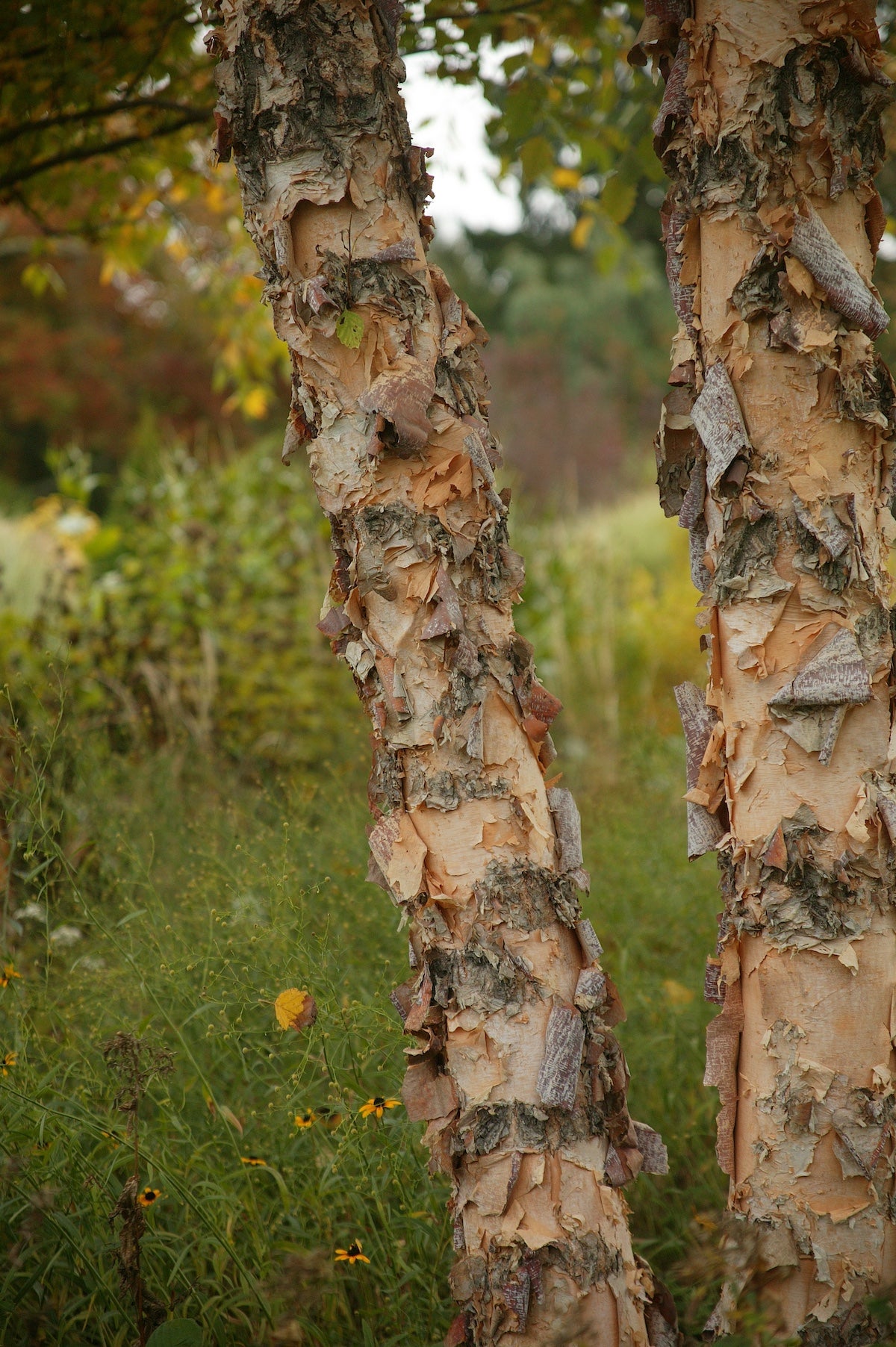 River Birch Brings Gorgeous Winter Bark to the Winter Garden